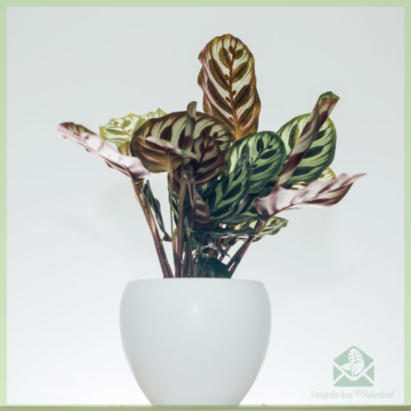 Acquisto e cura della pentola Calathea Makoyana 11