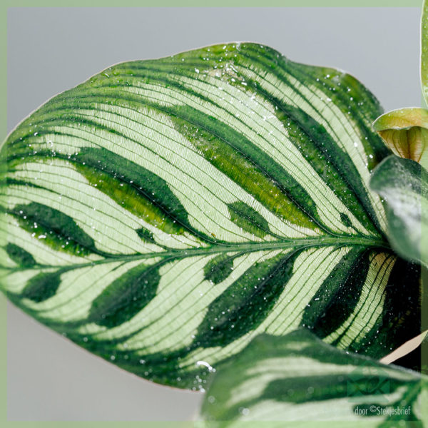 Acquisto e cura della pentola Calathea Makoyana 11