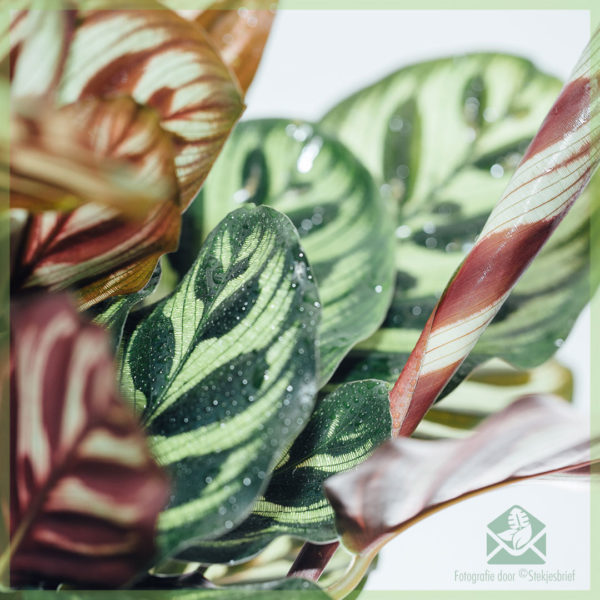 Acquisto e cura della pentola Calathea Makoyana 11