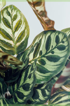 Emptum et cura pro Calathea Makoyana urna 11