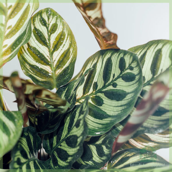 Calathea Makoyana බඳුනක් මිලදී ගැනීම සහ රැකබලා ගැනීම 11