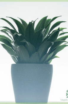 Dracaena Deremensis ஜேனட் கிரெய்க் பானை 12 செ.மீ