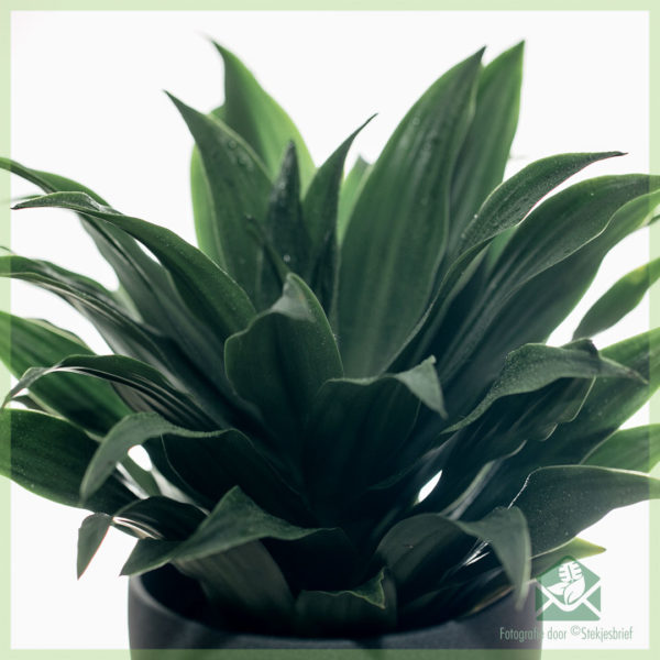 Dracaena Deremensis Janet Craig tencere 12 cm