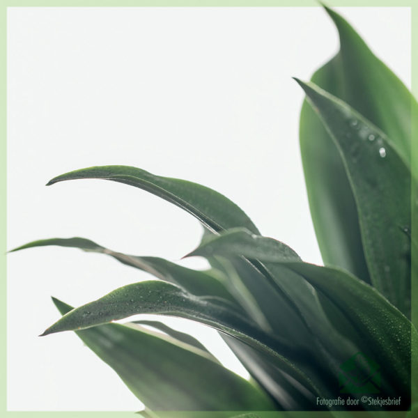 Dracaena Deremensis Janet Craig pot 12 cm