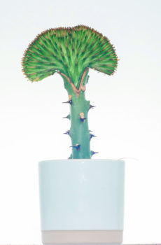 קנה וטיפול בצווארון ירוק Euphorbia Lactea