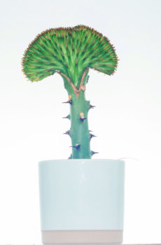 Meuli jeung miara Euphorbia Lactea Green kerah