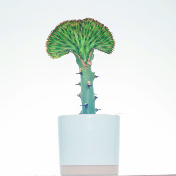 Kúpte si a starajte sa o obojok Euphorbia Lactea Green