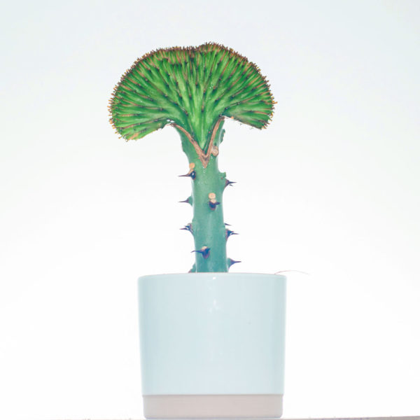 Tuku lan ngrawat Euphorbia Lactea Green krah