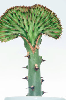Kulîlka Euphorbia Lactea Kesk bikirin û lênihêrin