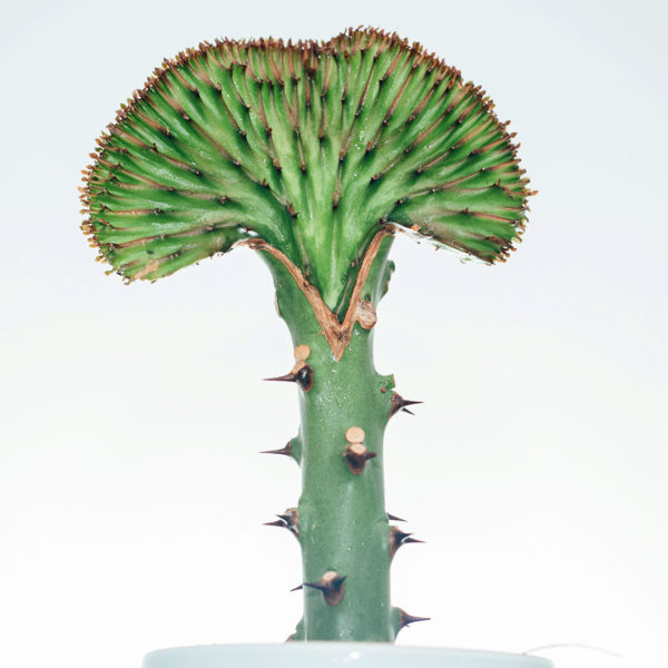 Tuku lan ngrawat Euphorbia Lactea Green krah