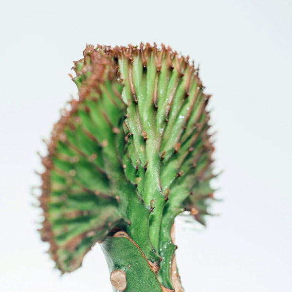 Tuku lan ngrawat Euphorbia Lactea Green krah