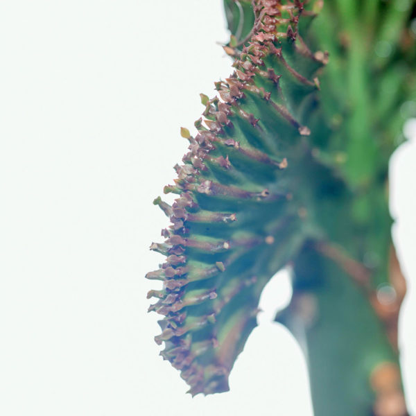 Vidio sy karakarao ny Euphorbia Lactea Green collar