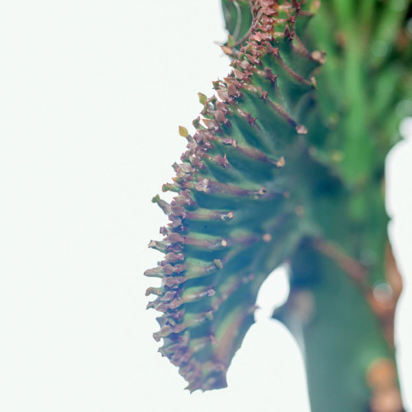 Pirkite ir prižiūrėkite Euphorbia Lactea Green apykaklę