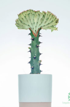 Az Euphorbia Lactea (piros nyakörv) vásárlása és gondozása