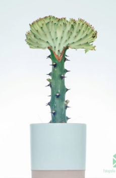 Emptum et cura Euphorbia Lactea (Red Collar)