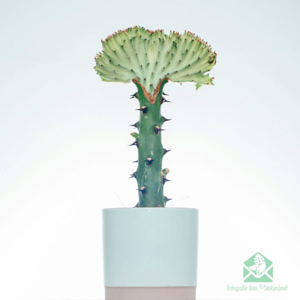 Купуйте та доглядайте за Euphorbia Lactea (Red Collar)