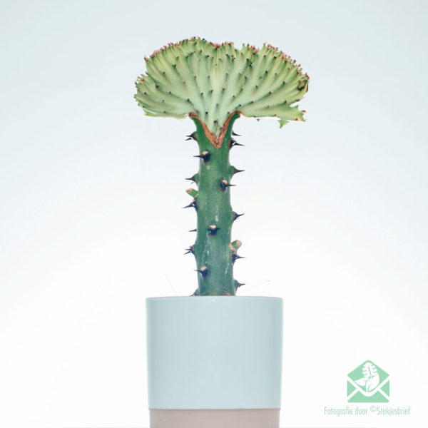 Aĉetu kaj zorgu pri Euphorbia Lactea (Ruĝa Kolumo)
