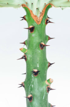 Euphorbia Lactea(레드 칼라) 구입 및 관리
