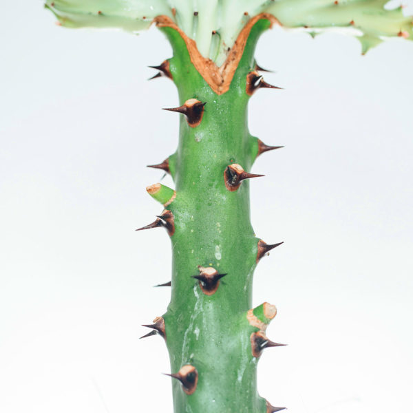 Aĉetu kaj zorgu pri Euphorbia Lactea (Ruĝa Kolumo)
