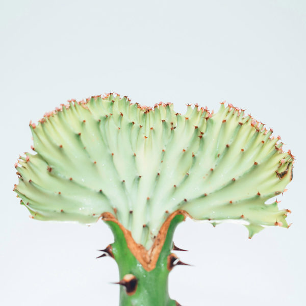 Aĉetu kaj zorgu pri Euphorbia Lactea (Ruĝa Kolumo)