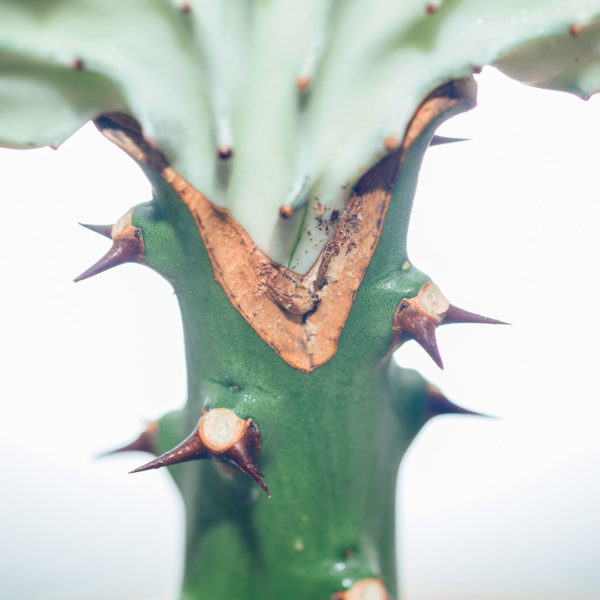 Aĉetu kaj zorgu pri Euphorbia Lactea (Ruĝa Kolumo)
