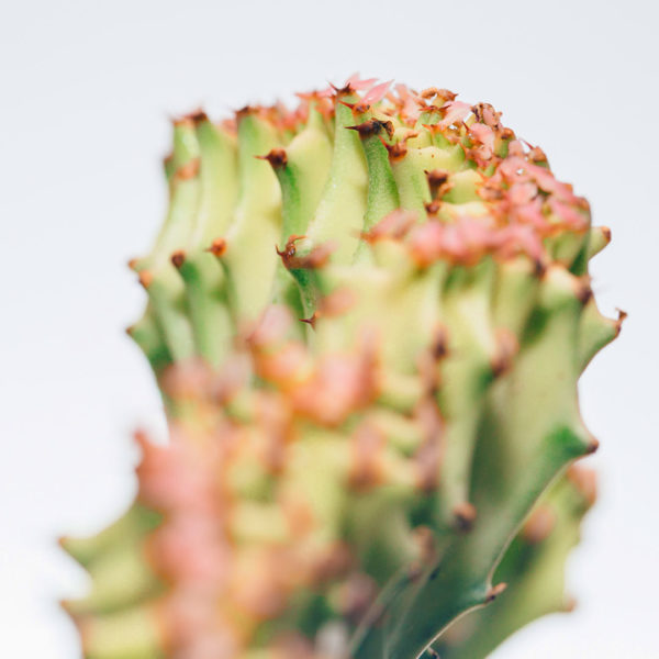 Aĉetu kaj zorgu pri Euphorbia Lactea (Ruĝa Kolumo)
