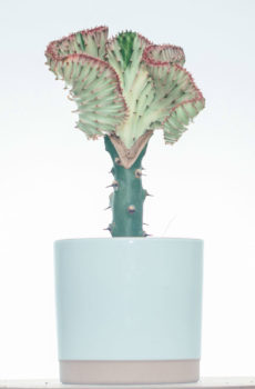 Kulîlka Euphorbia Lactea Pink bikirin û lênihêrin