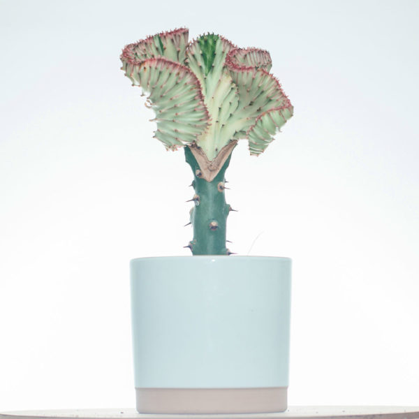 Osta ja hoida Euphorbia Lactea Pink -kaulus