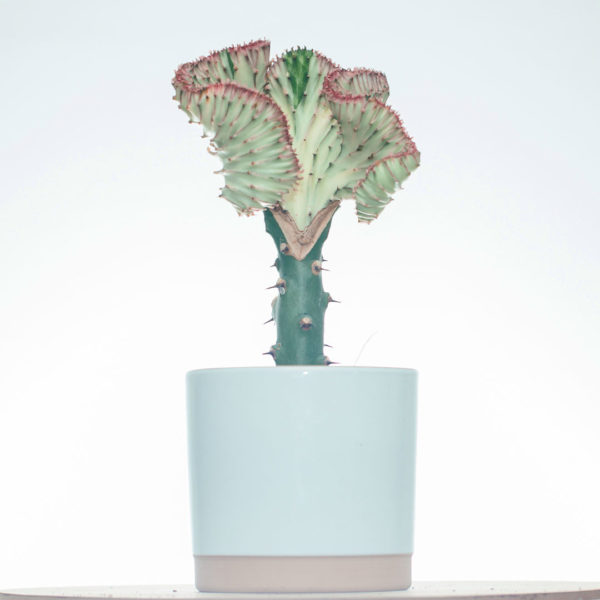 Iibso oo daryeel Euphorbia Lactea Pink collar