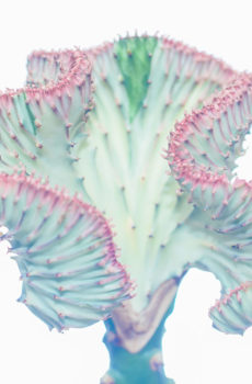 Euphorbia Lactea 핑크 칼라 구매 및 관리