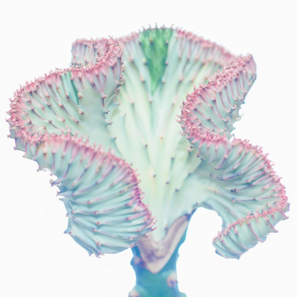 Kaufen und pflegen Sie das Halsband Euphorbia Lactea Pink