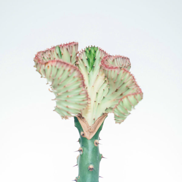 Iibso oo daryeel Euphorbia Lactea Pink collar