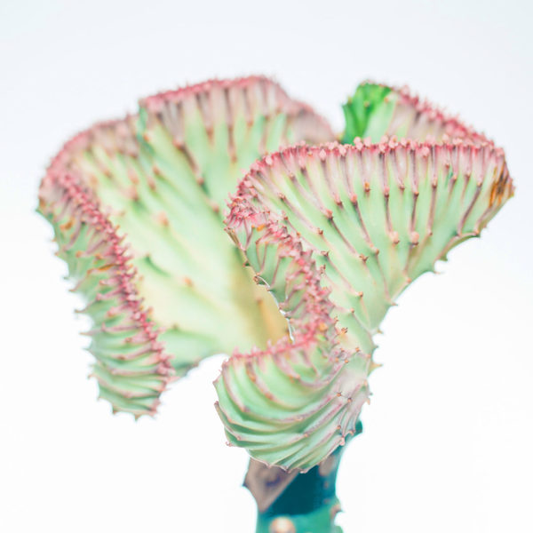 Tuku lan care kanggo Euphorbia Lactea Pink krah