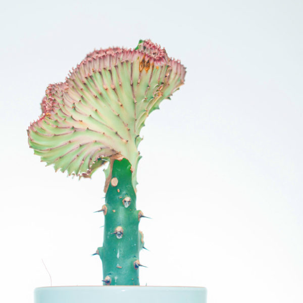 Iibso oo daryeel Euphorbia Lactea Pink collar