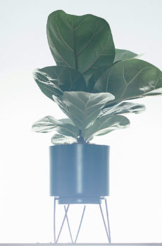 Koop Ficus Lyrata Compacta (Vioolblaarplant)