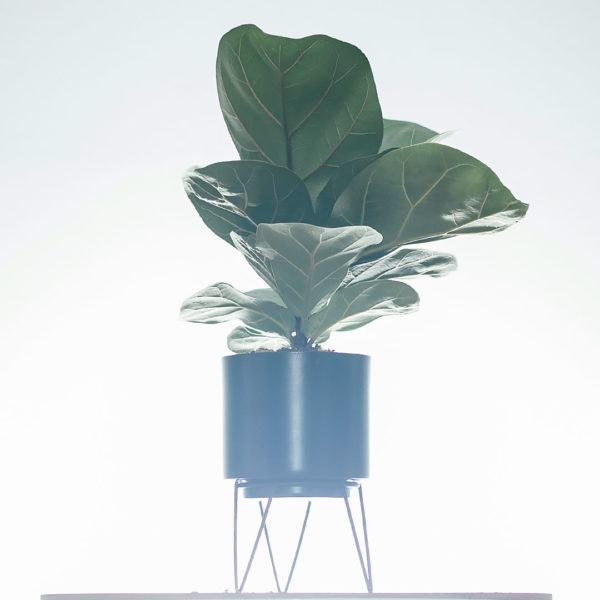 Koop Ficus Lyrata Compacta (Vioolblaarplant)