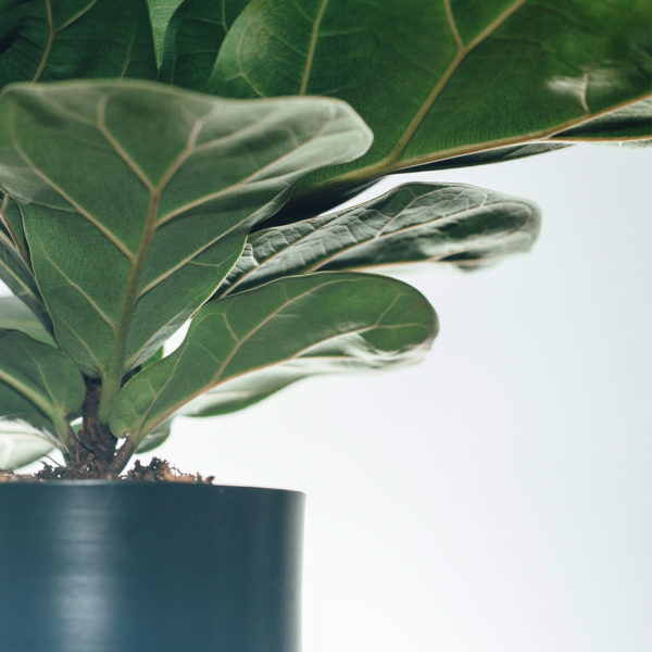 Koop Ficus Lyrata Compacta (Vioolblaarplant)