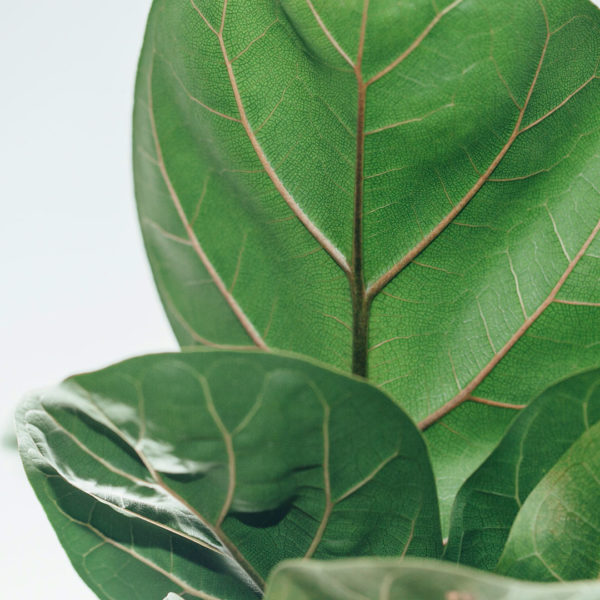 Купете Ficus Lyrata Compacta (Растение за листа от цигулка)
