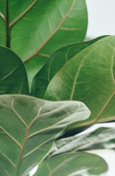 Ficus Lyrata Compacta (Vioolbladplant) kopen