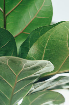 Koop Ficus Lyrata Compacta (Vioolblaarplant)