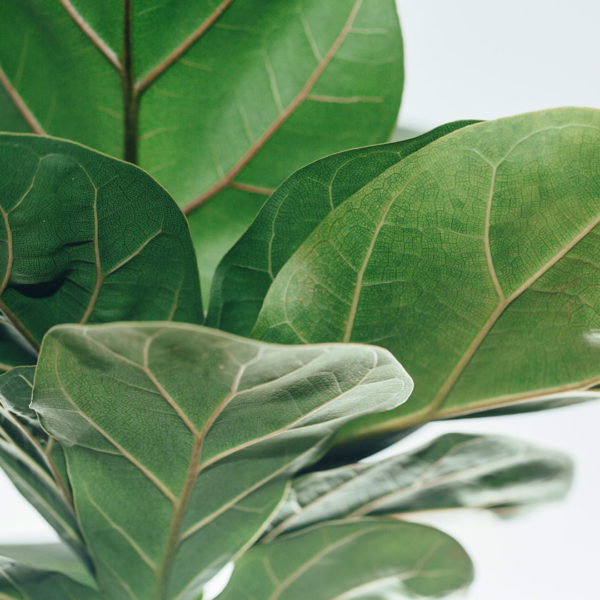 Купити Ficus Lyrata Compacta (рослина листя скрипки)