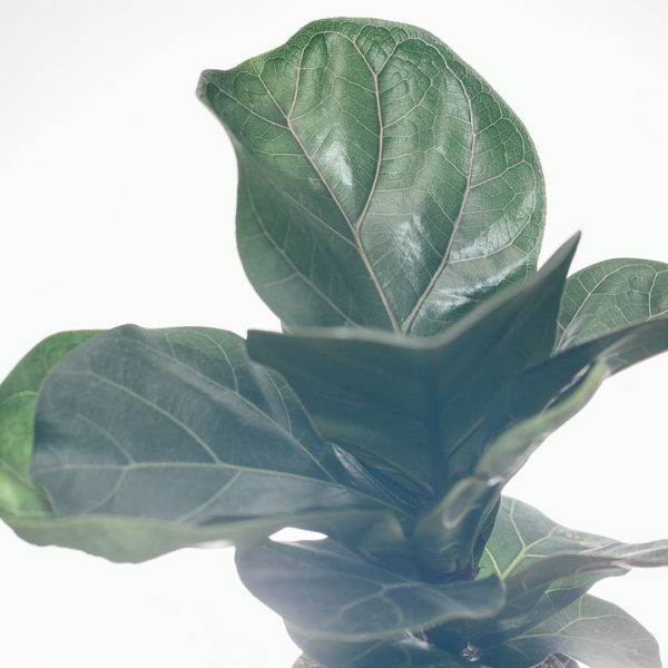 Купить Ficus Lyrata Compacta (растение скрипичных листьев)