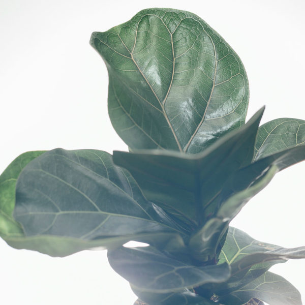 Koop Ficus Lyrata Compacta (Vioolblaarplant)