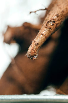 Nunua Ficus Microcarpa Ginseng