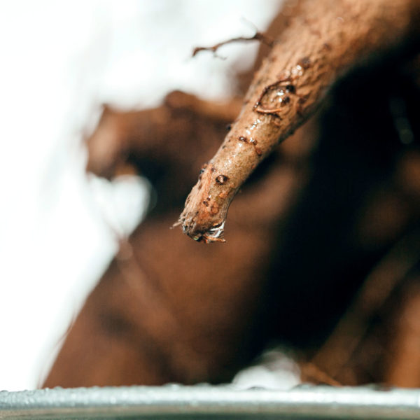 Ficus Microcarpa Ginseng kopen