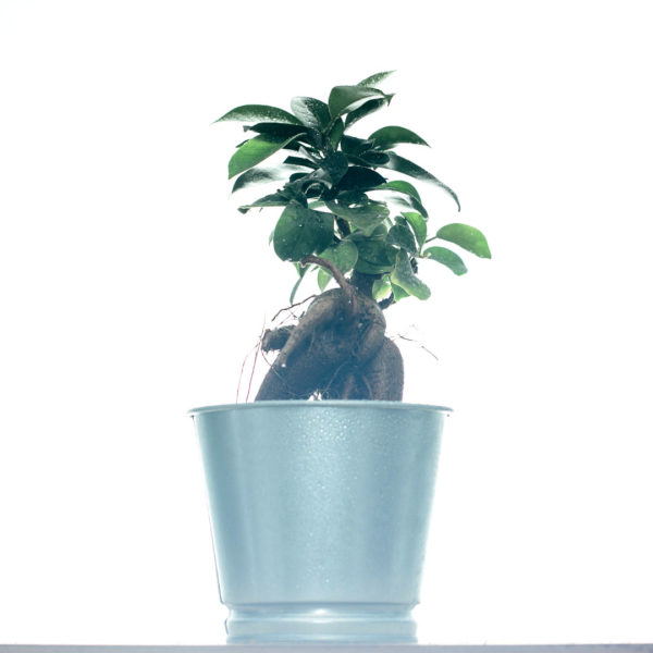 Купити Ficus Microcarpa Ginseng