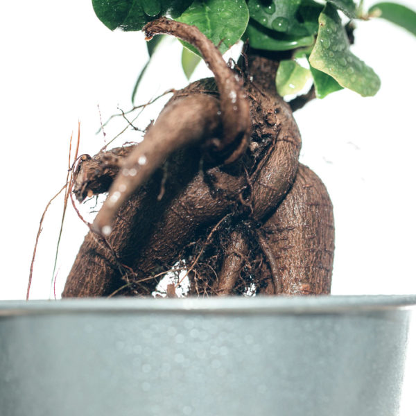 Koupit Ficus Microcarpa Ginseng