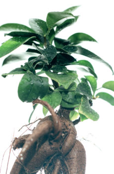 购买 Ficus Microcarpa 人参