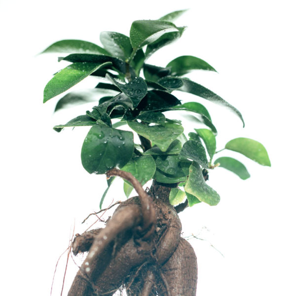 Купете Ficus Microcarpa Ginseng