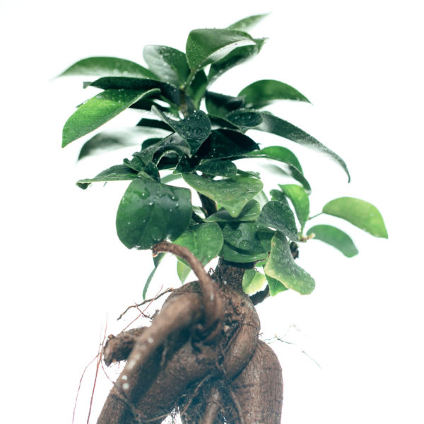 Keapje Ficus Microcarpa Ginseng